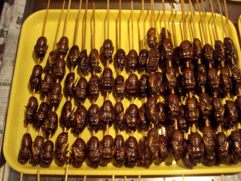Insecte ovale închise la culoare, înșirate pe bețe în tavă