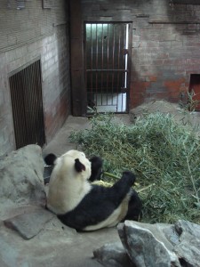 panda Urs panda așezat lângă bambus într-un țarc cu pereți de cărămidă