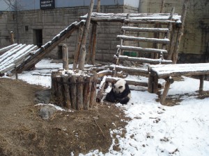 panda Urs panda lângă o structură de lemn într-un țarc cu zăpadă