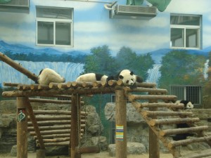 panda Urs panda întins pe o platformă înaltă de lemn