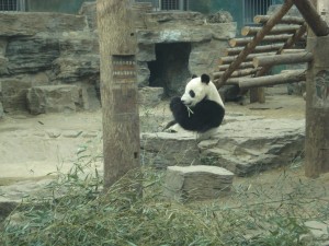 panda Urs panda așezat pe pietre lângă o scară din bușteni
