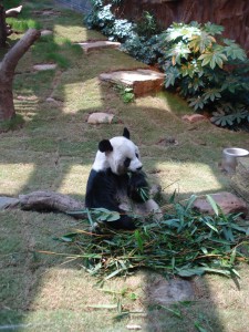 panda Urs panda așezat în vegetație lângă un mănunchi de bambus