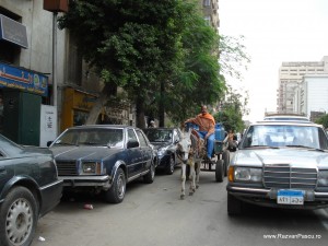 trafic in Cairo Căruță printre mașini pe o stradă cu arbori
