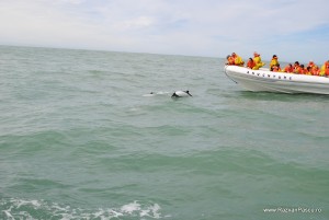 7. delfini in Rawson, Argentina