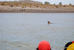 7. foci la Rawson, Argentina Foci în zona Rawson din Argentina