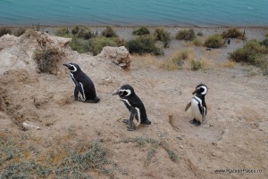7. pinguini pensinsula Valdez Pinguini aflați în zona Peninsulei Valdez