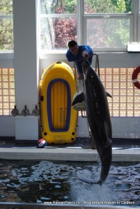 delfinariu 3 Constanta