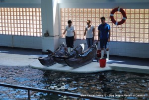 delfinariu 4 Constanta