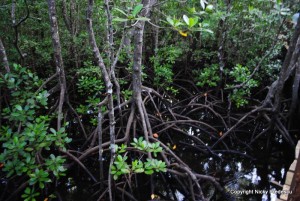 juzani_forest Tanzania
