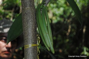 vanilia Tanzania