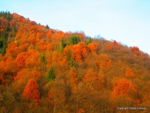 Valea_Caselor_2 Bucovina