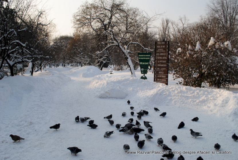 Porumbei adunați pe o alee înzăpezită, lângă panouri de orientare.