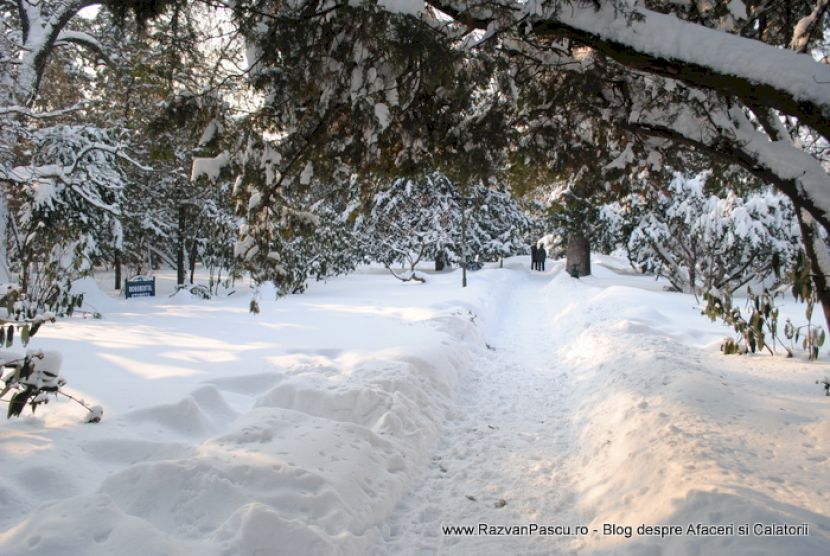Potecă bătătorită printre troiene, sub ramurile joase ale unui conifer.