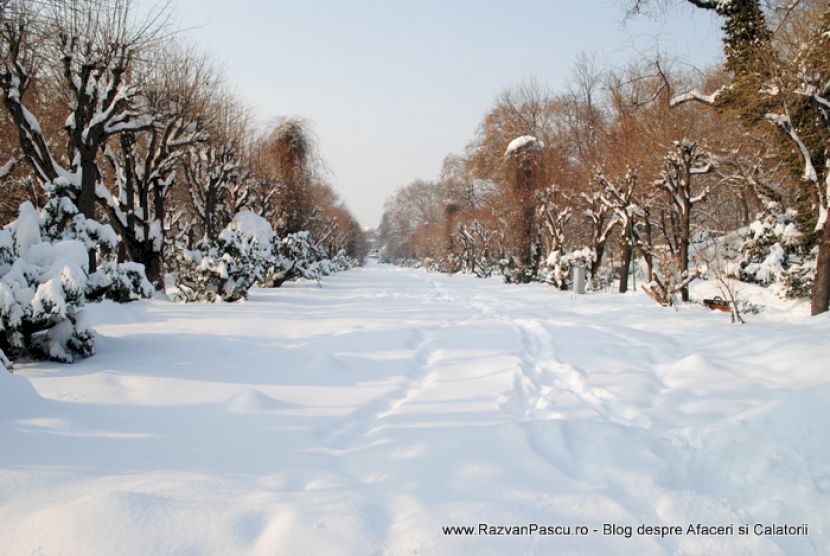Urme paralele traversează o alee albă, între șiruri de arbori înzăpeziți.