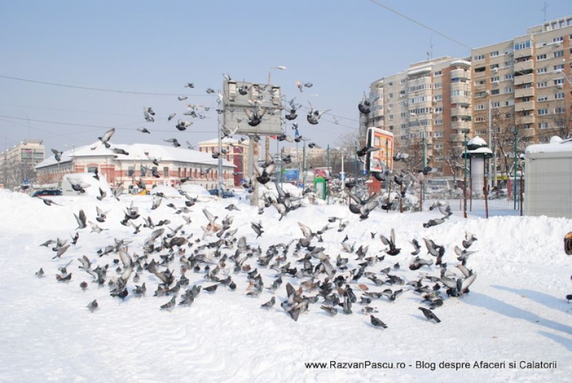 Porumbei grupați pe zăpadă, cu câteva păsări în zbor deasupra pieței.