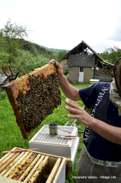 Apicultor ține o ramă cu fagure deasupra stupului.