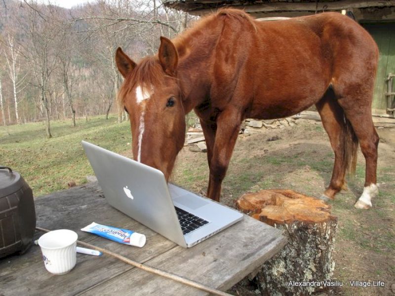 Cal roșcat își apropie botul de un laptop deschis.