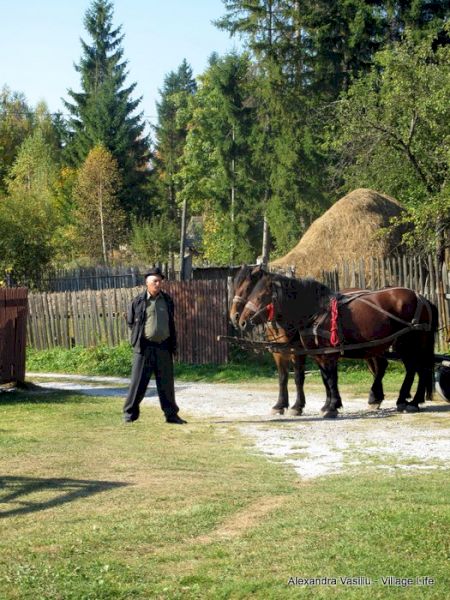 Cai înhămați la căruță, lângă o căpiță de fân.