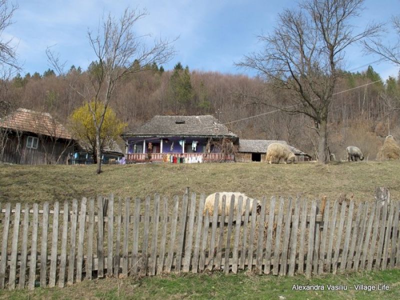 Gospodărie rurală cu gard de lemn și animale în curte.