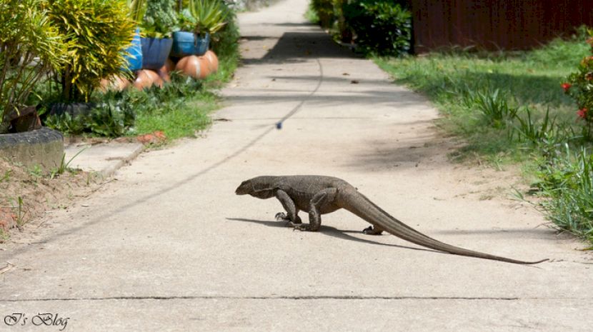 Varan traversând o alee pavată lângă grădină