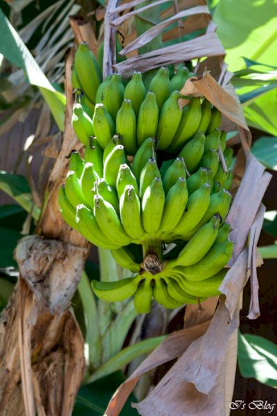 Ciorchine de banane verzi între frunze mari