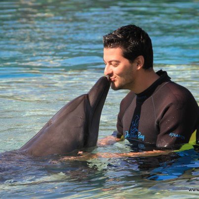 43 delfin