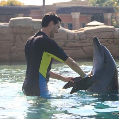44 delfin