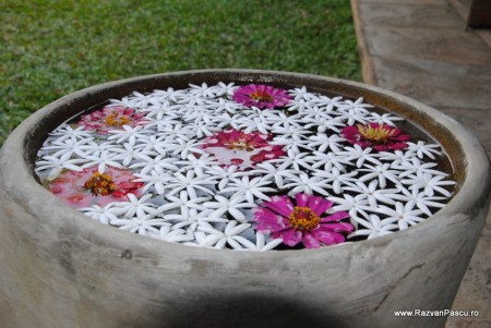 8 flori in borcan