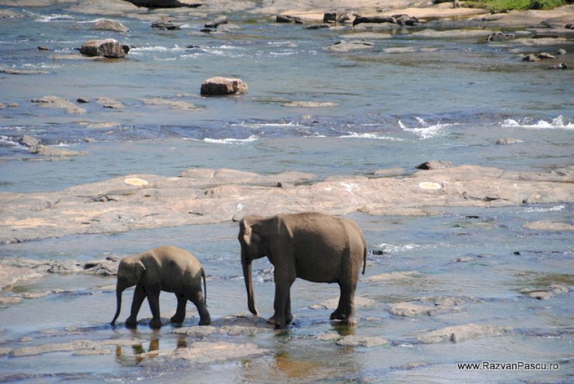 Elefant adult și pui traversând apa printre stânci
