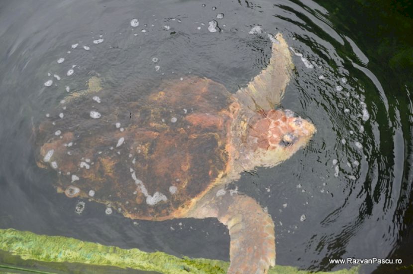 Pisică de mare într-un bazin cu apă