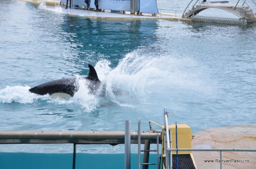 Balene orca stropind apa lângă marginea bazinului