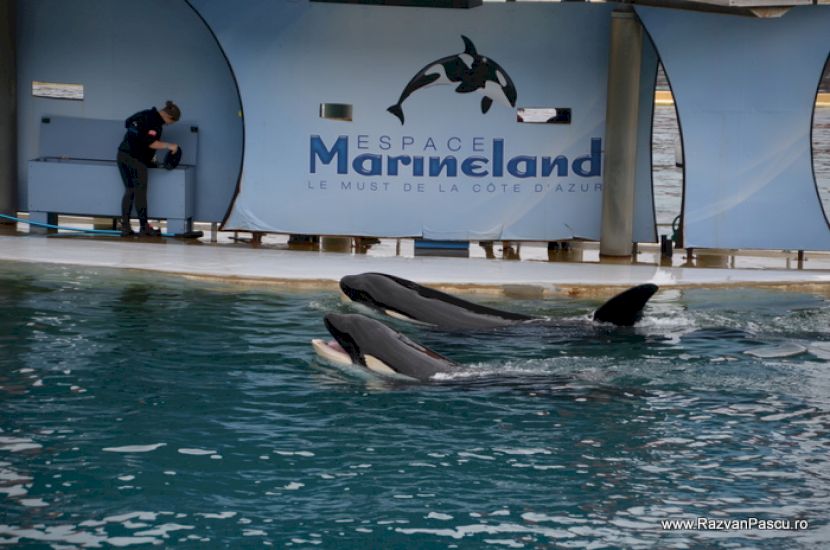 Delfini la marginea unui bazin cu decor Marineland