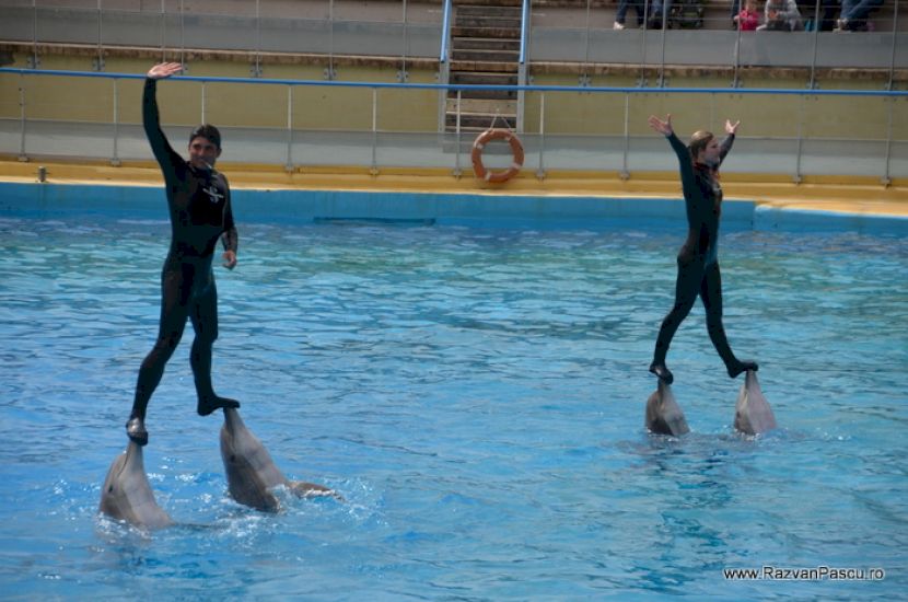 Doi artiști ridicați de delfini deasupra apei