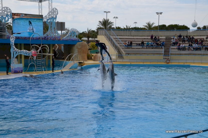 Delfin în salt deasupra apei unui bazin
