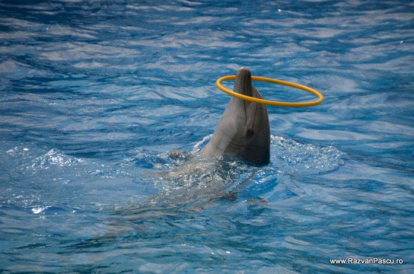 Delfin cu un cerc galben în jurul botului