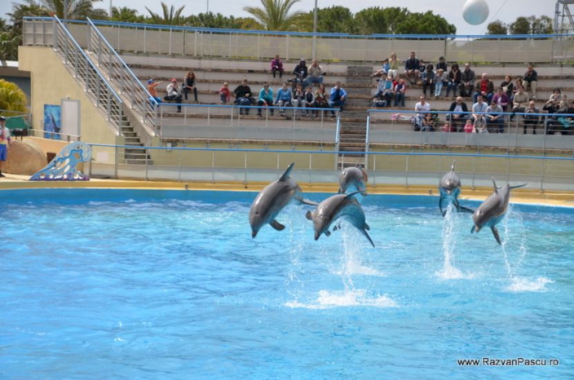 Delfini ridicați deasupra apei în timpul unui spectacol