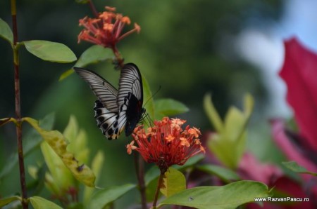 Bali pagina 15