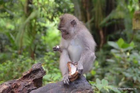 Bali pagina 20