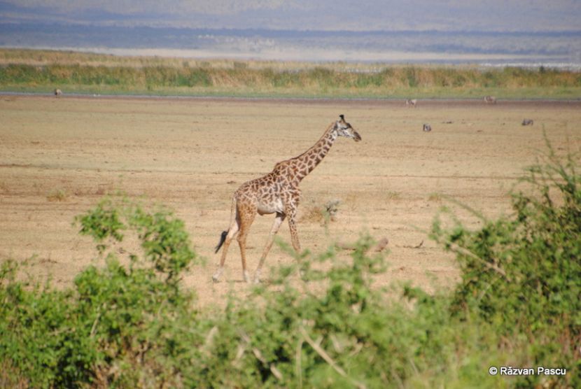 Girafă lângă arbuști pe o câmpie