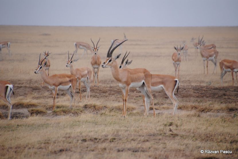Antilope într-un peisaj uscat, cu vegetație rară