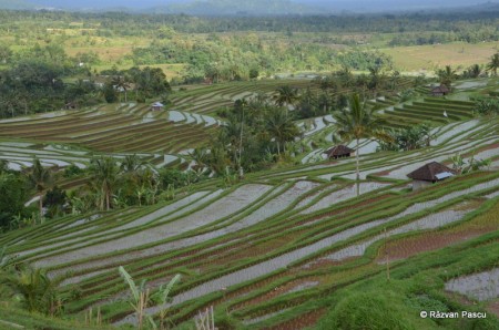 Insula Bali 24