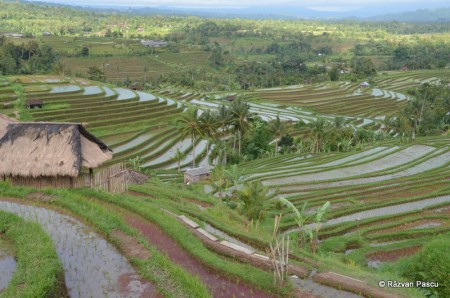 Insula Bali, Orezariile de la Jatiluwih