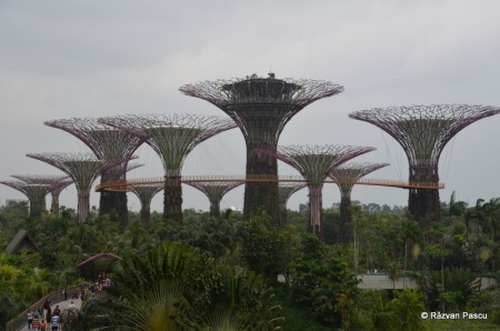 Singapore 7