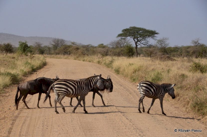 Antilope gnu traversând un drum de pământ