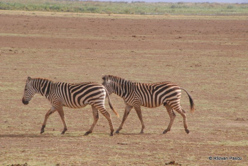 Două zebre mergând pe un teren uscat