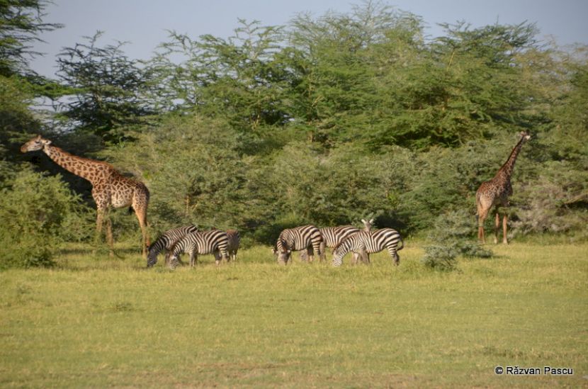 Girafe și zebre lângă arbuști și arbori