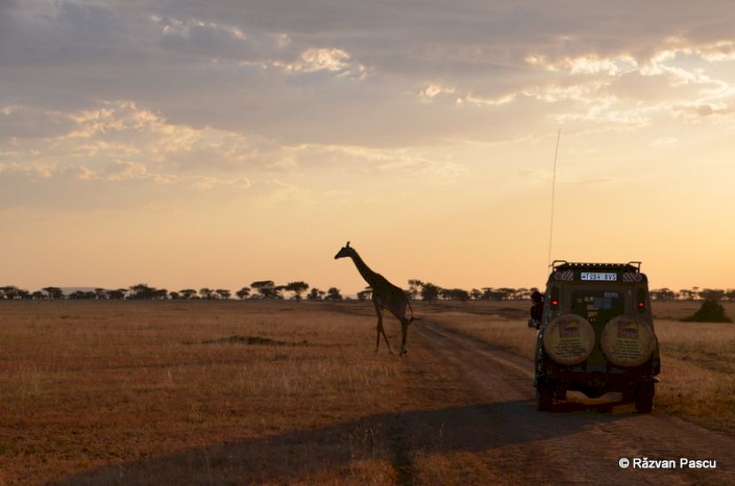 Girafă lângă vehicul de safari în lumina apusului