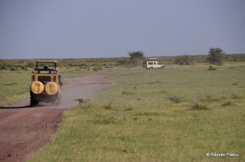 Vehicule de safari pe un teren verde întins