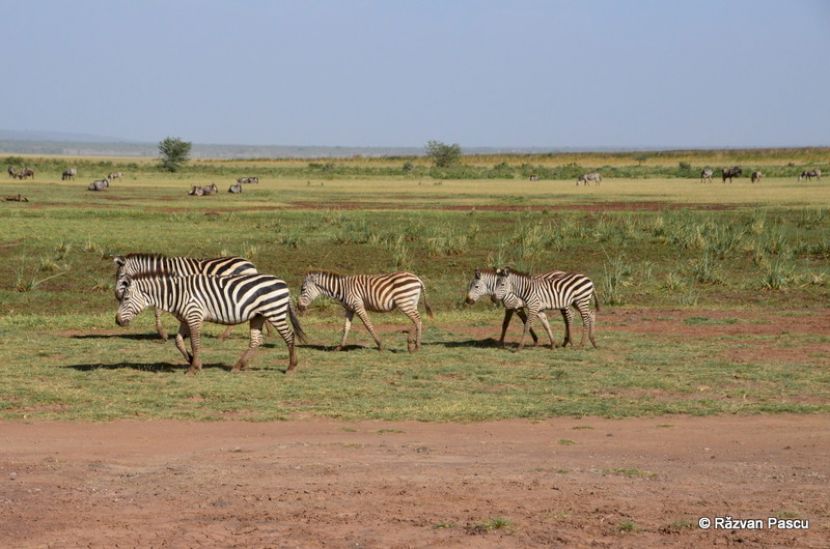 Zebre păscând pe un teren verde întins