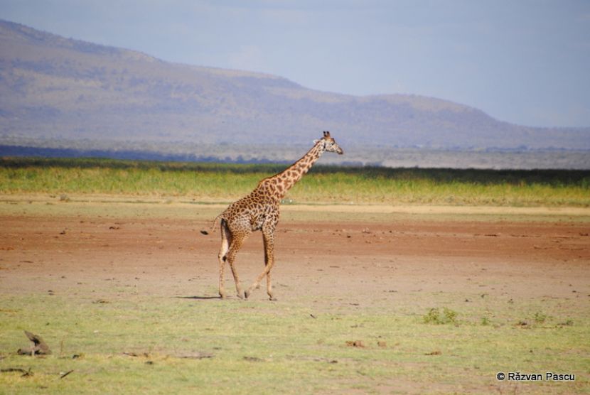 Girafă pe teren deschis, lângă vegetație joasă